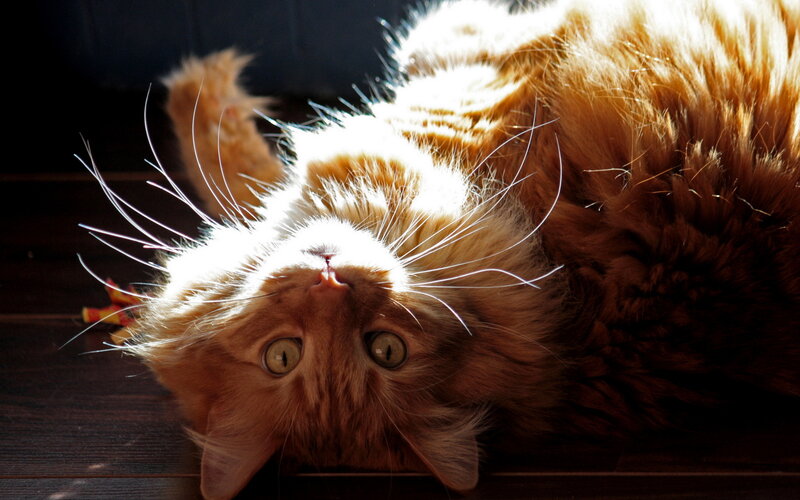 Orange Long-haired Cat — Brown