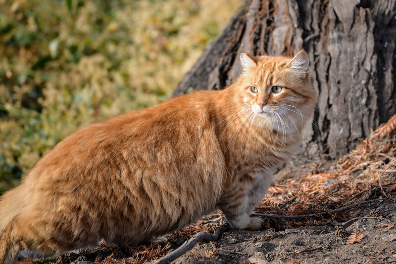 Orange Long-haired Cat — Calm, Afternoon, Photograph