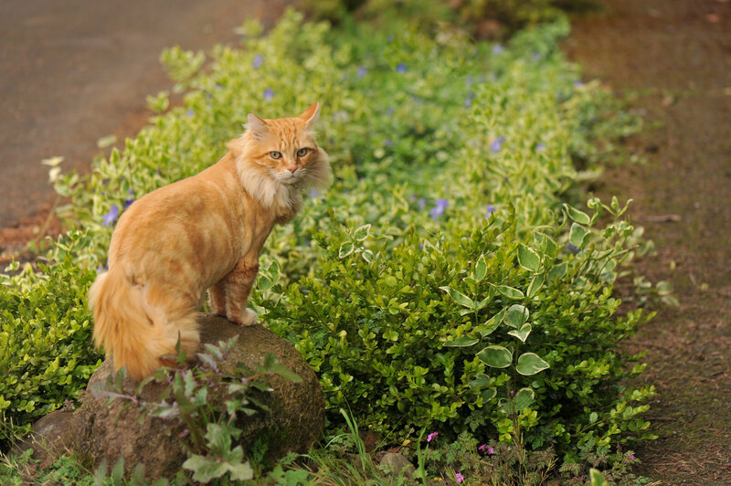 Orange Long-haired Cat — Calm, Afternoon