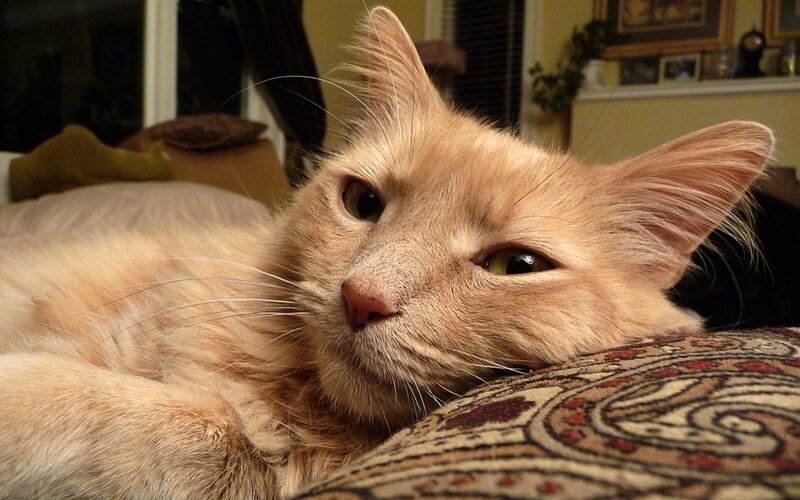 Orange Long-haired Cat — Calm, Night