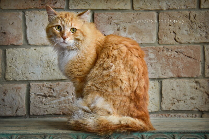 Orange Long-haired Cat — Calm, Photograph, Brick Wall