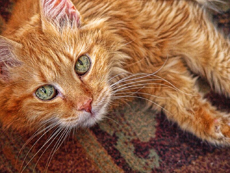 Orange Long-haired Cat — Calm, Photograph, Carpet