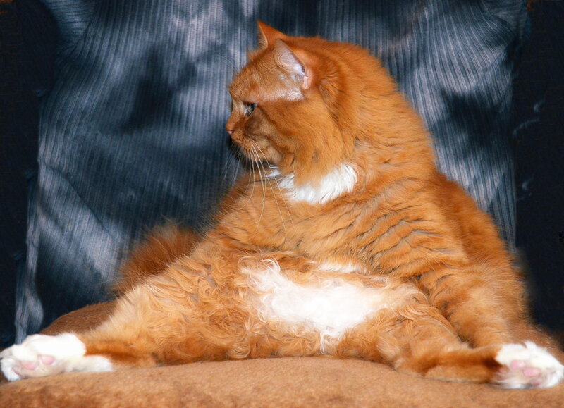 Orange Long-haired Cat — Calm, Photograph, Couch