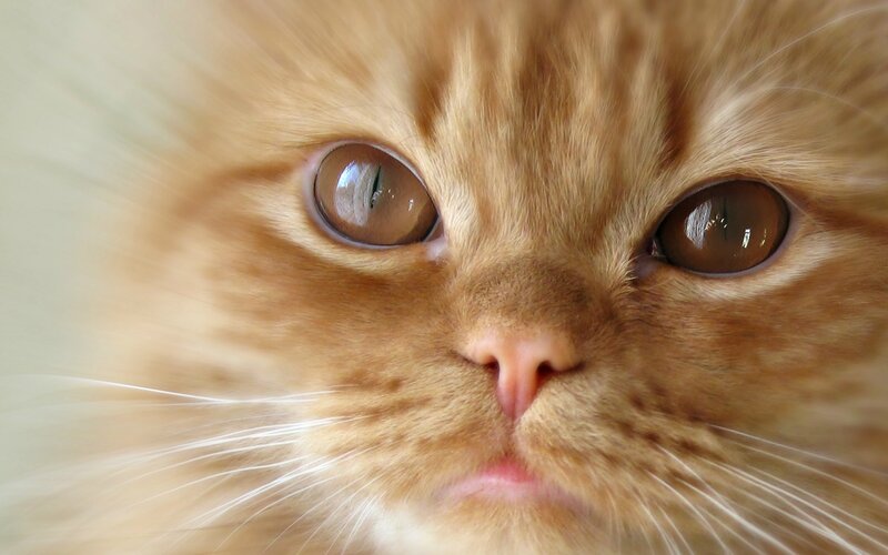 Orange Long-haired Cat — Calm, Photograph, Eyes