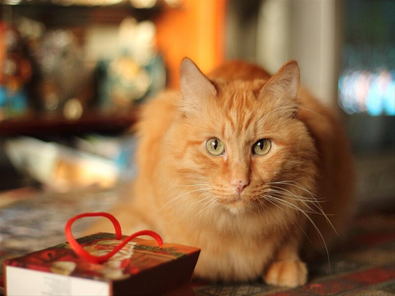 Orange Long-haired Cat — Calm, Photograph, Gift Box