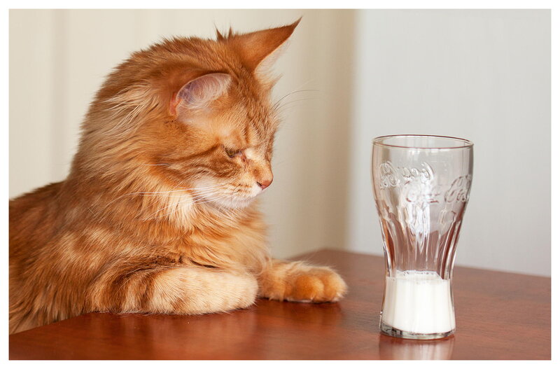 Orange Long-haired Cat — Calm, Photograph, Glass