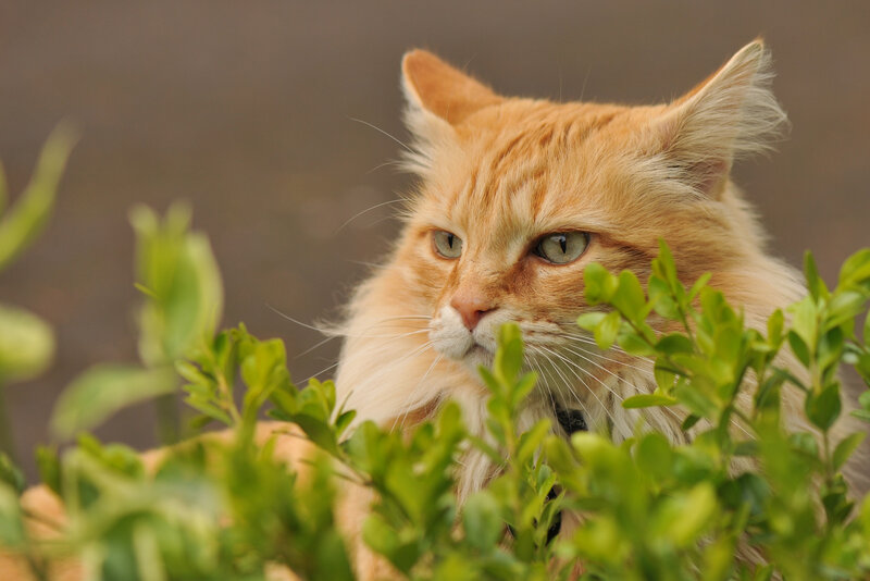 Orange Long-haired Cat — Calm, Photograph, Green Leaves