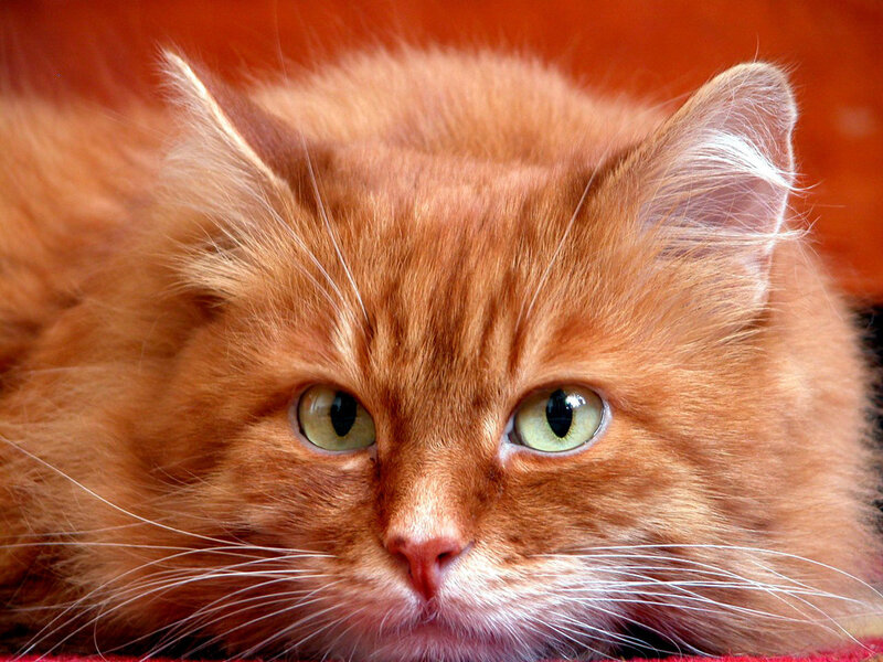 Orange Long-haired Cat — Calm, Photograph