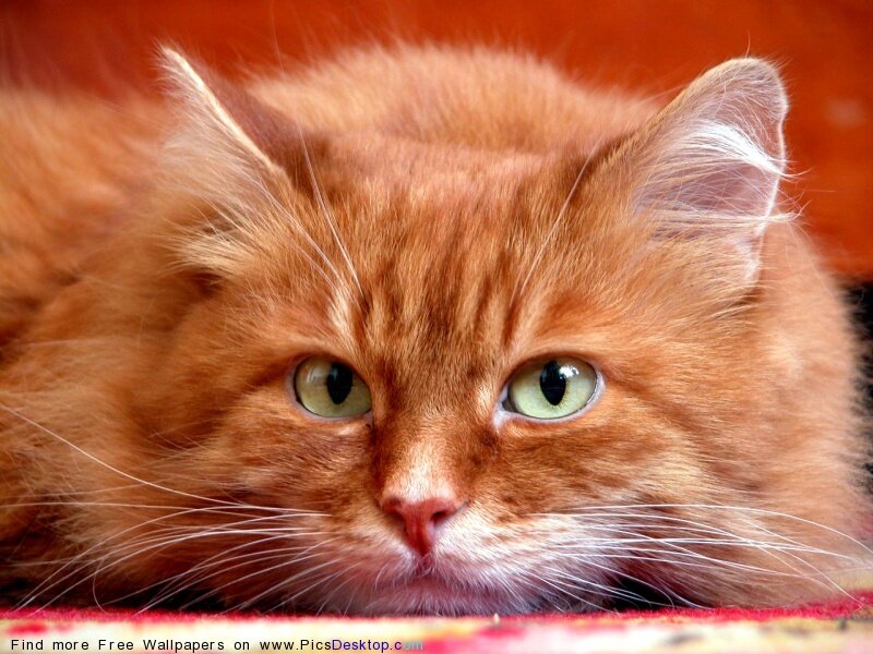 Orange Long-haired Cat — Calm, Photograph, Whiskers, Green Eyes, Red Surface, White