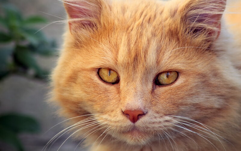 Orange Long-haired Cat — Calm, Photograph, Whiskers