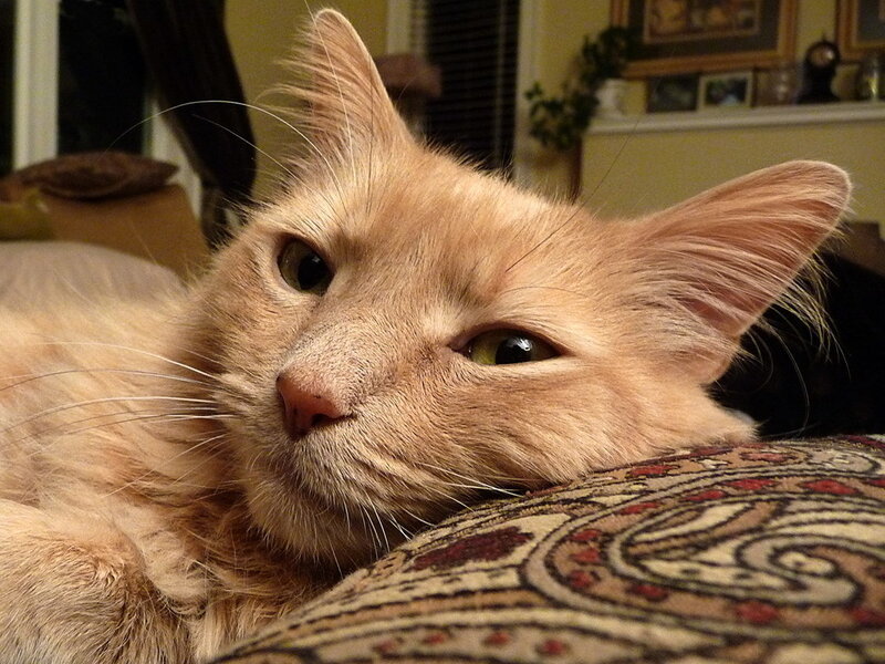 Orange Long-haired Cat — Calm
