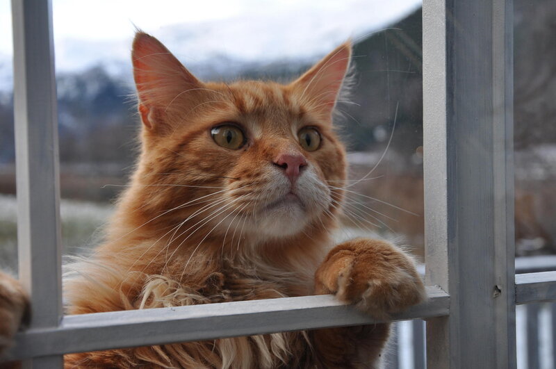 Orange Long-haired Cat — Curious