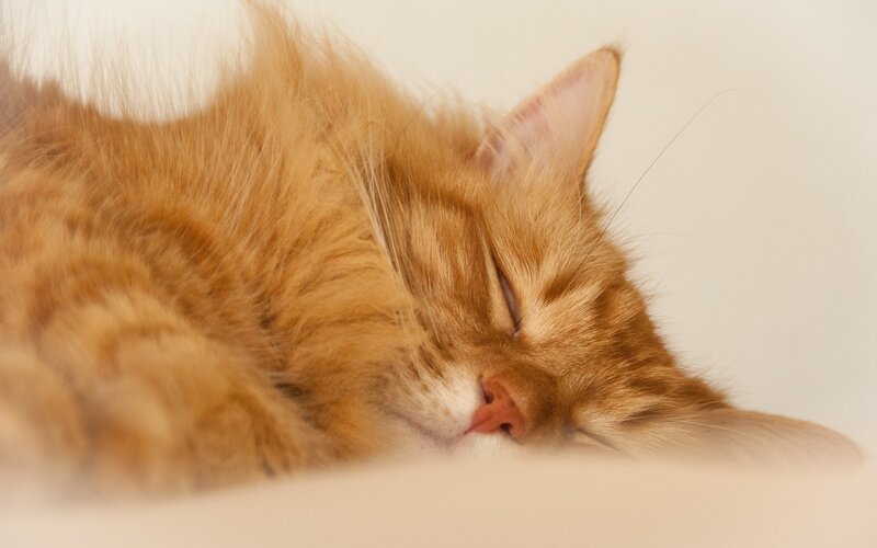 Orange Long-haired Cat — Peaceful, Photograph