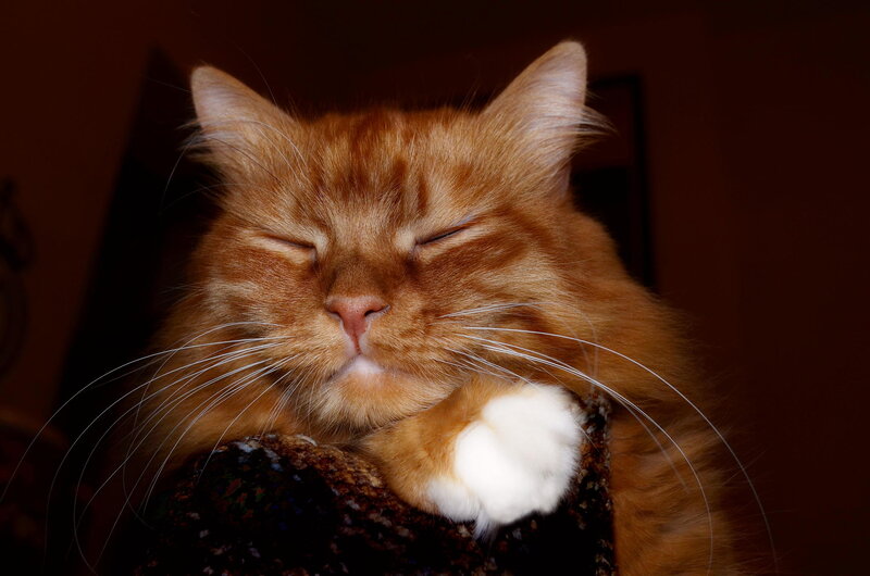 Orange Long-haired Cat — Peaceful