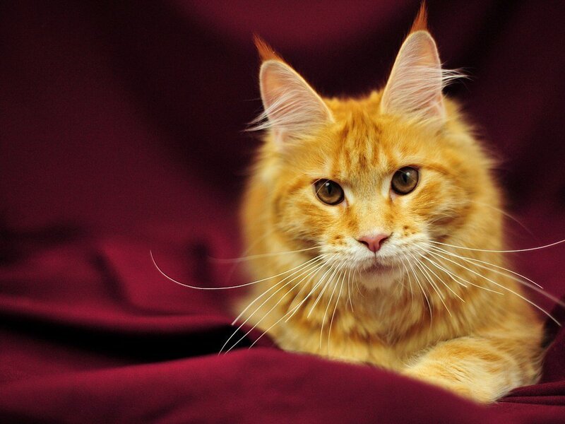 Orange Long-haired Cat — Red