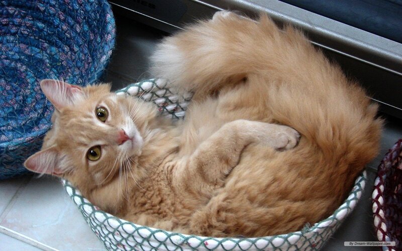 Orange Long-haired Cat
