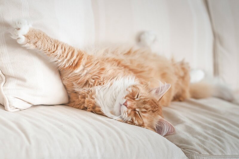Orange Long-haired Cat — White