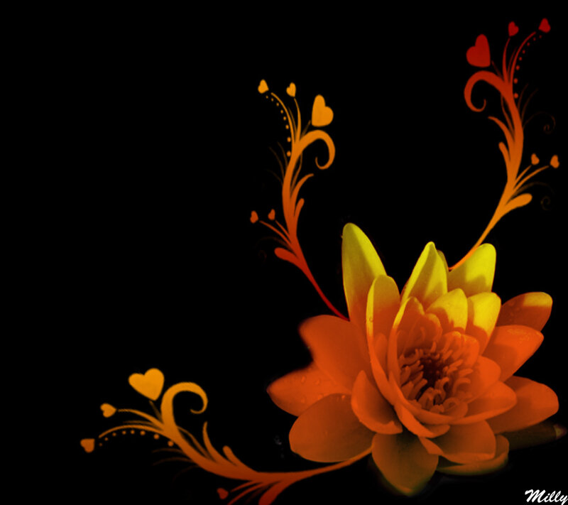 Orange Lotus Flower