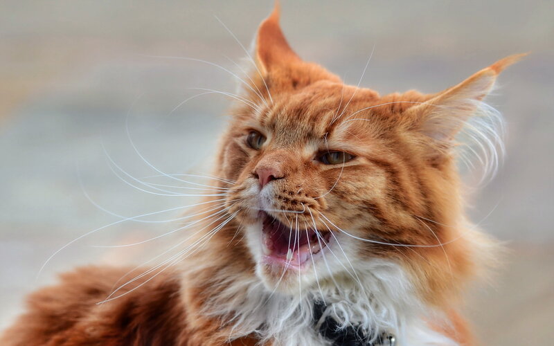 Orange Maine Coon Cat — Aggressive