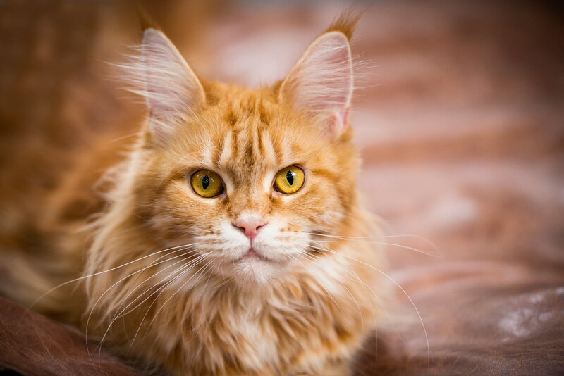 Orange Maine Coon Cat