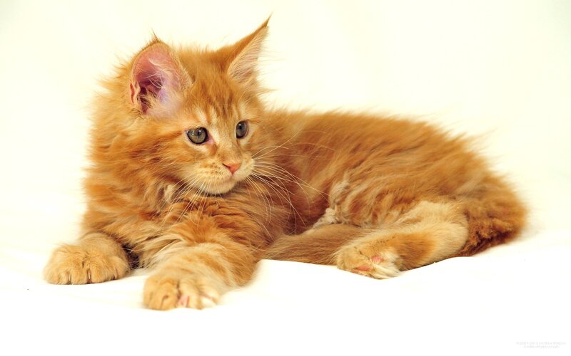 Orange Maine Coon Kitten