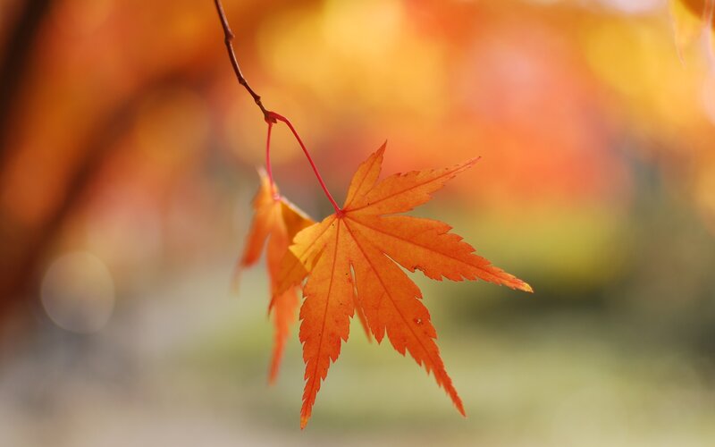 Orange Maple Leaf