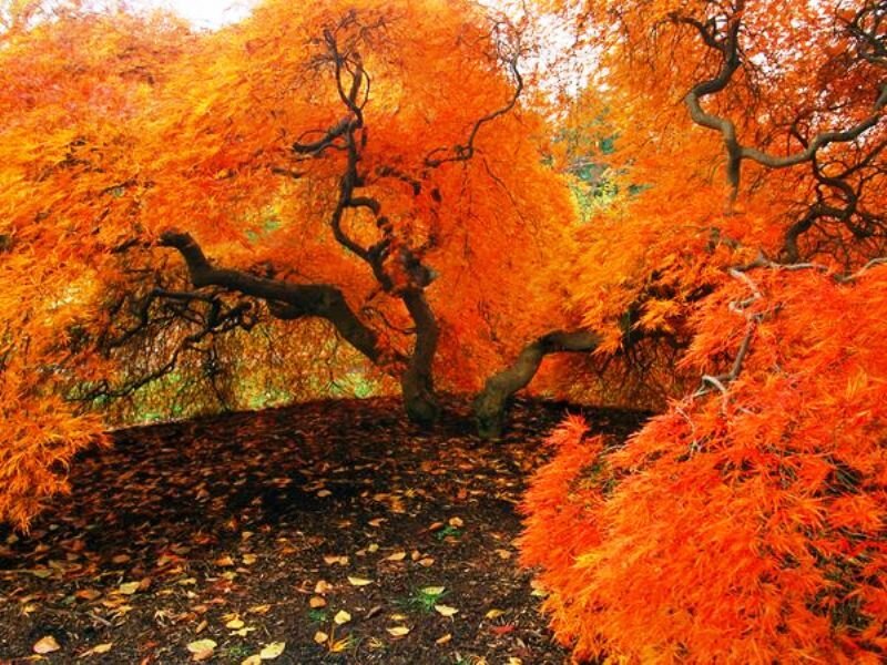 Orange Maple Trees