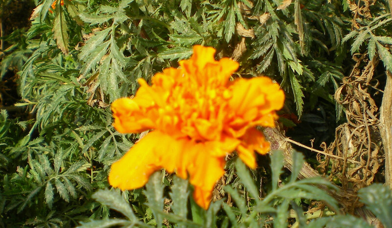 orange marigold flower