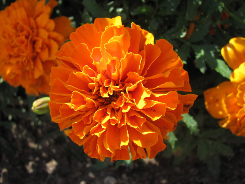 Orange Marigold Flower — Bright