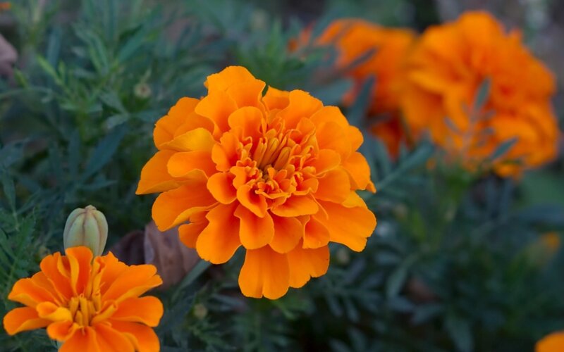 Orange Marigold Flower — Calm, Afternoon, Photograph, Bud