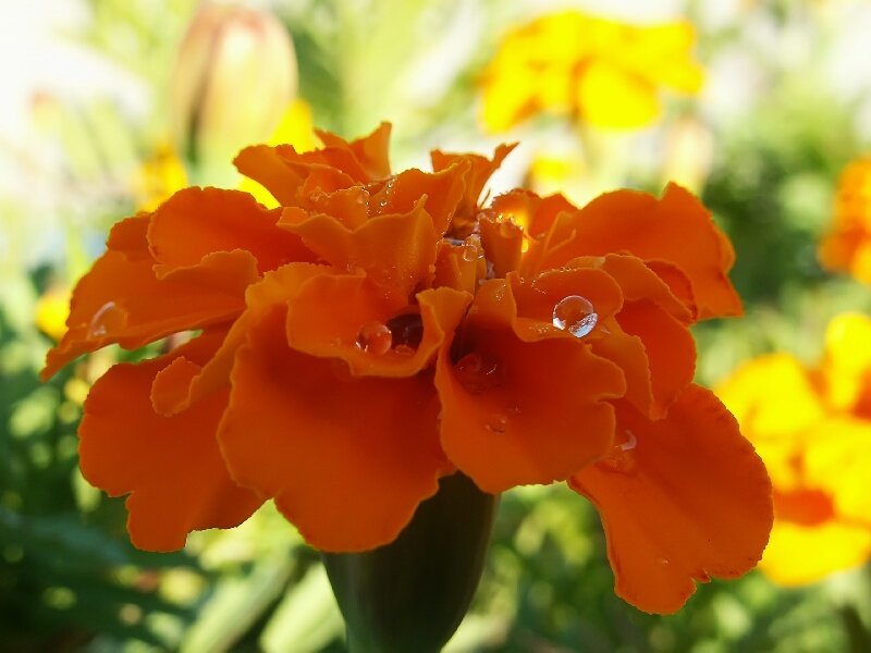 Orange Marigold Flower — Calm, Afternoon