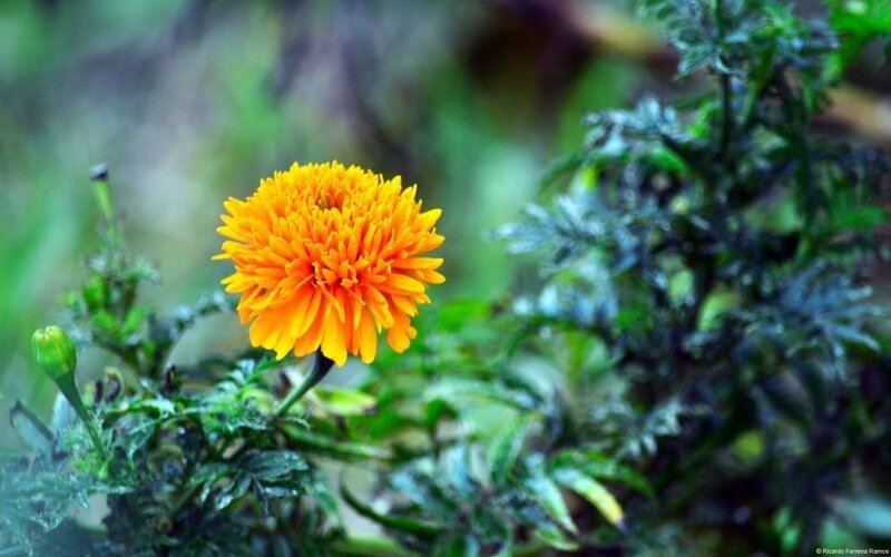 Orange Marigold Flower — Calm, Photograph, Green Leaves