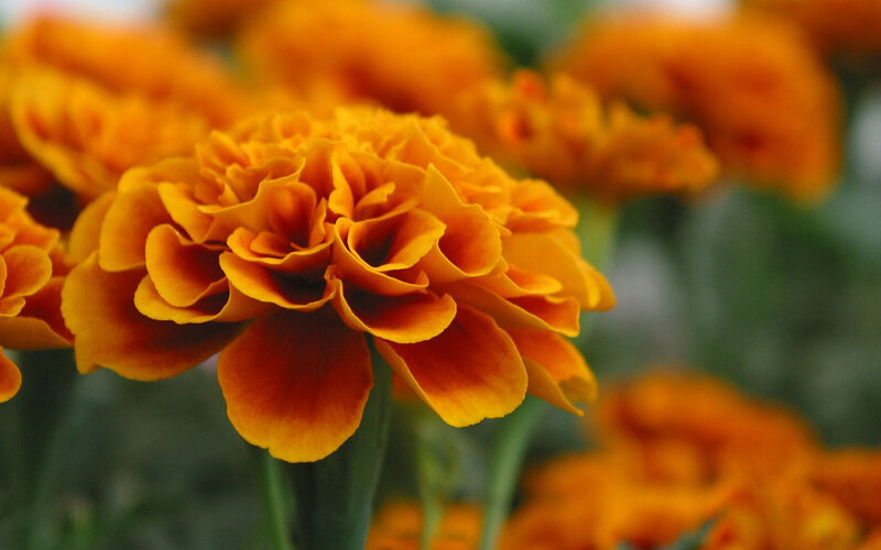 Orange Marigold Flower — Calm, Photograph
