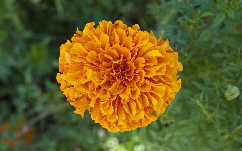 Orange Marigold Flower — Calm