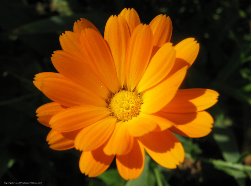 Orange Marigold Flower — Dramatic, Afternoon