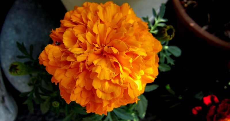 Orange Marigold Flower — Dramatic