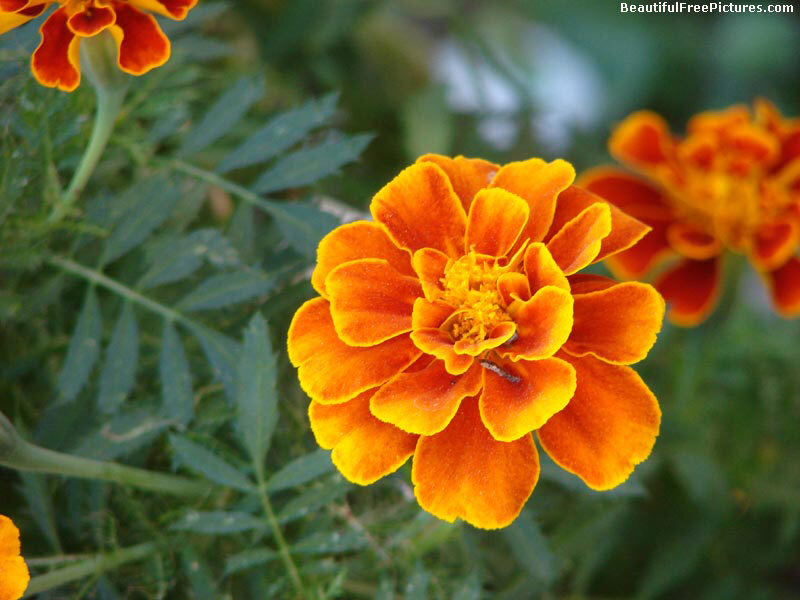 Orange Marigold Flower — Natural, Afternoon, Photograph, Leaves