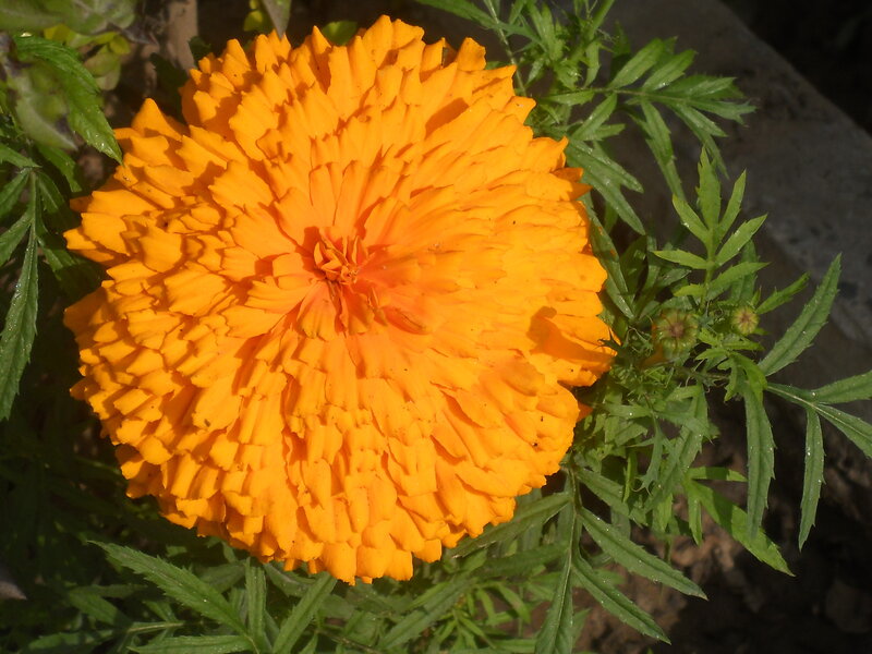 Orange Marigold Flower — Natural, Afternoon