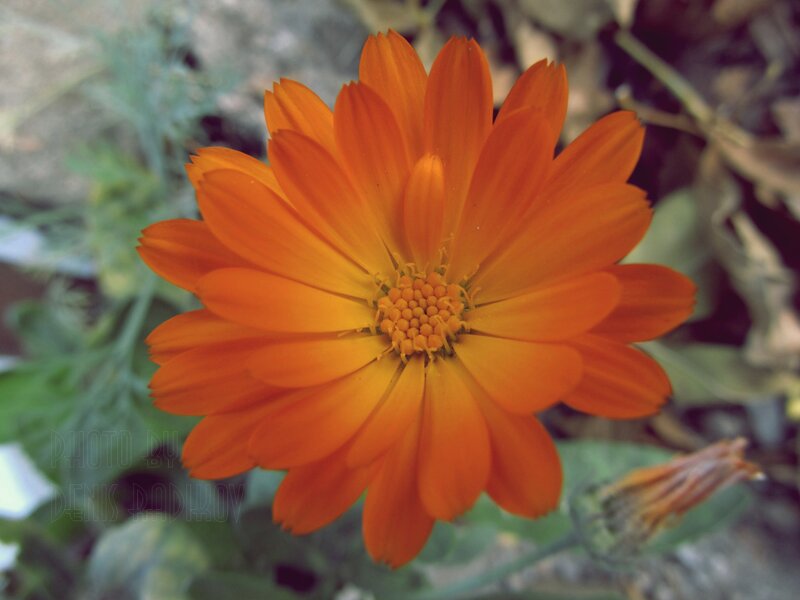 Orange Marigold Flower — Natural, Photograph