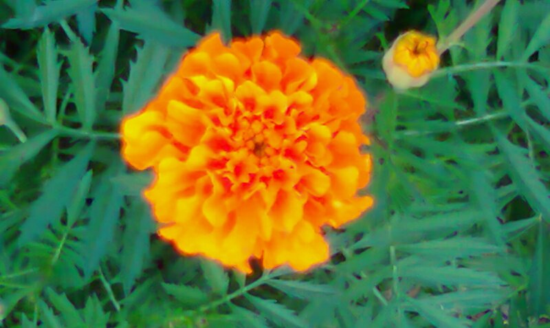 Orange Marigold Flower — Natural