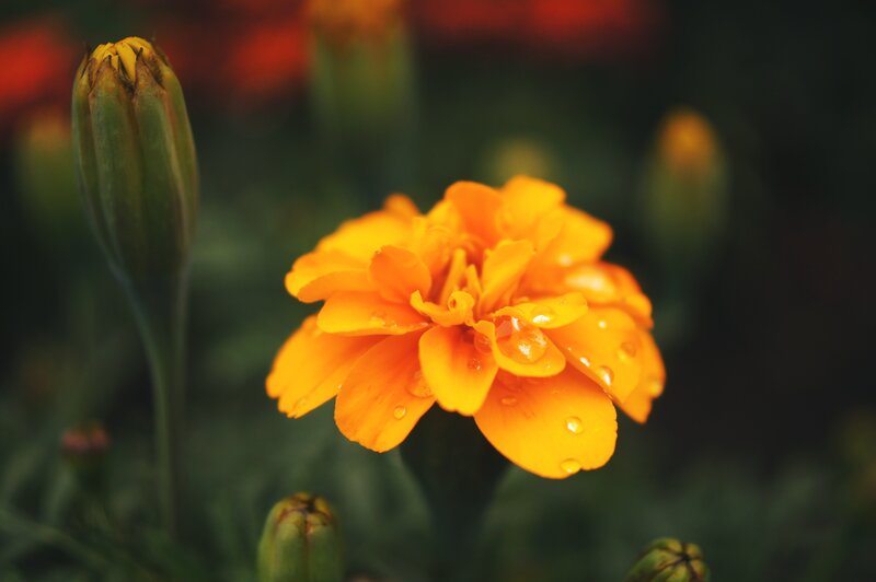Orange Marigold Flower — Serene, Photograph