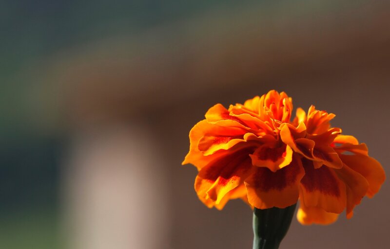 Orange Marigold Flower — Serene, Sunset