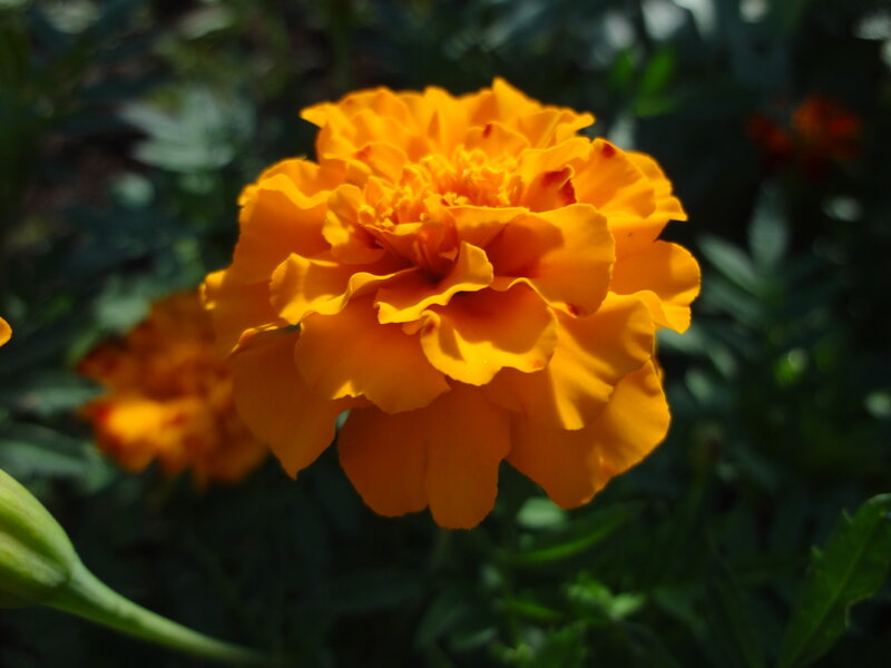 Orange Marigold Flower — Serene