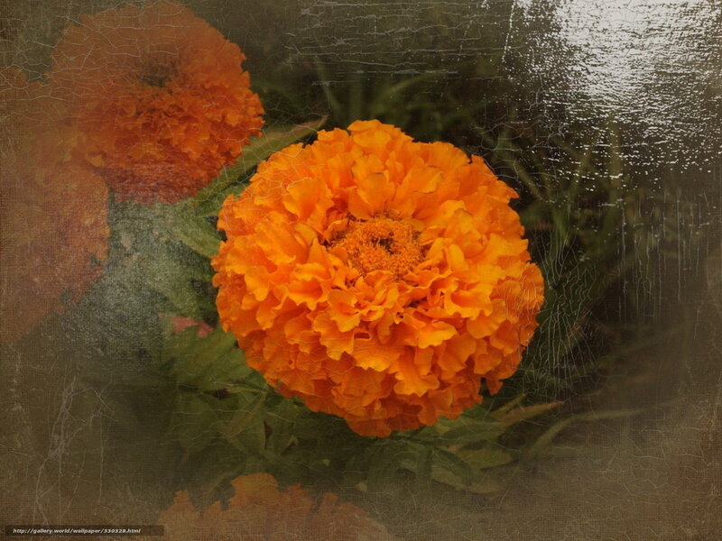 Orange Marigold Flower