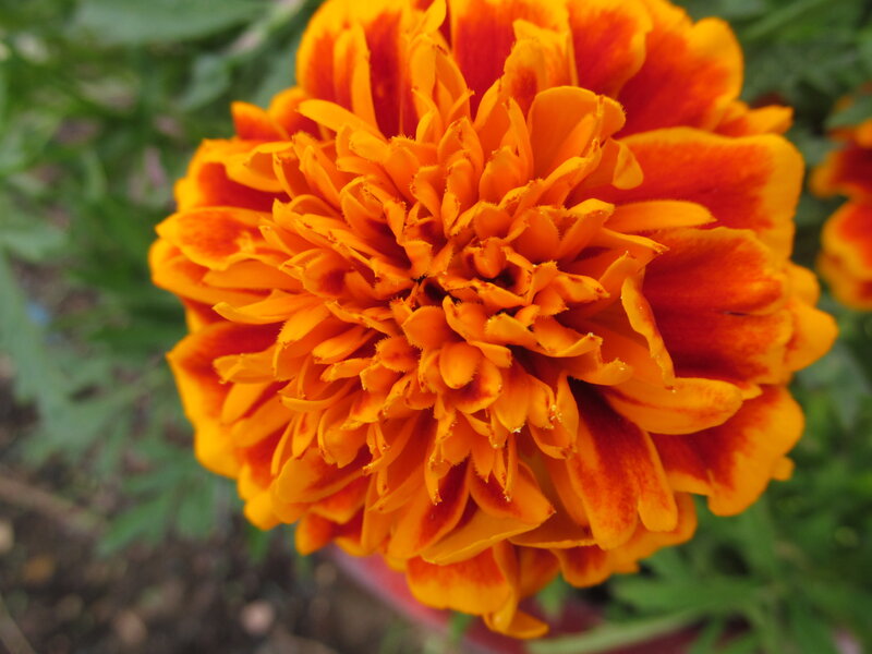 Orange Marigold Flower — Vibrant, Afternoon