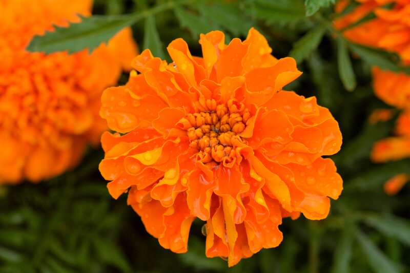 Orange Marigold Flower — Vibrant, Photograph, Leaves