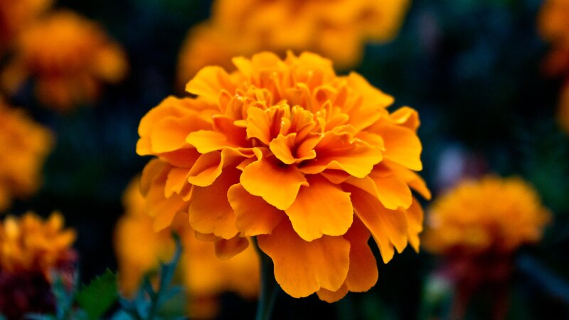 Orange Marigold Flower — Vibrant, Photograph
