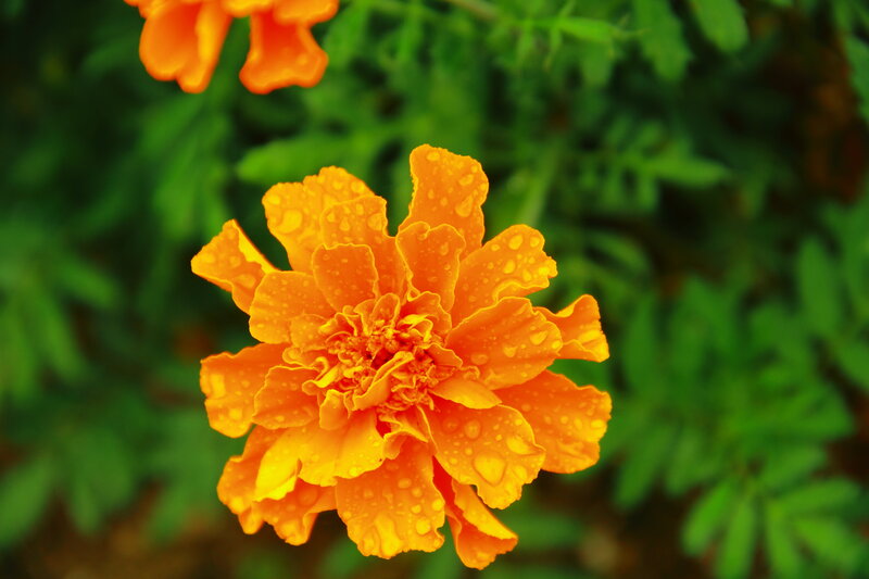 Orange Marigold Flower — Vibrant