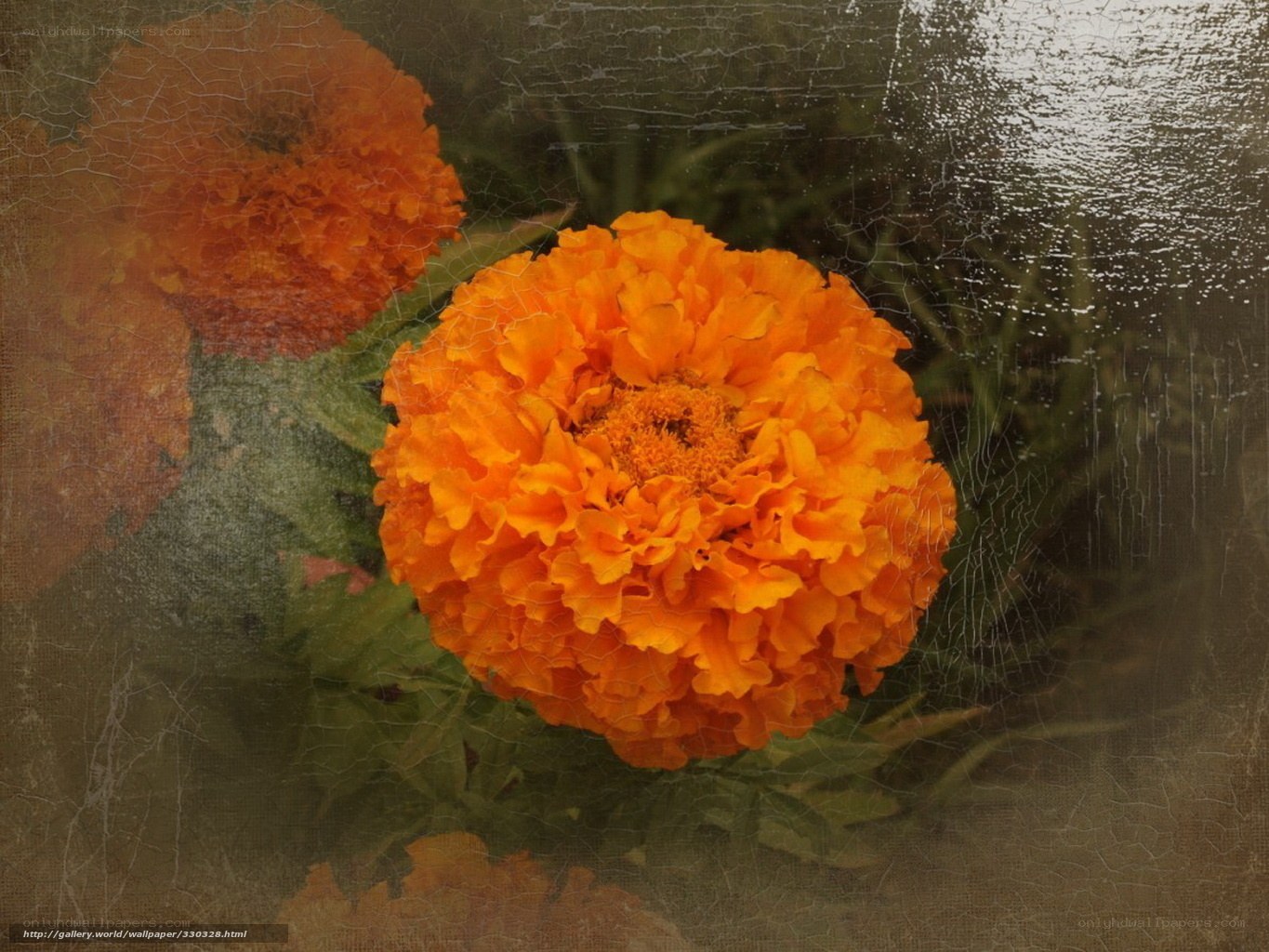Orange Marigold Flower