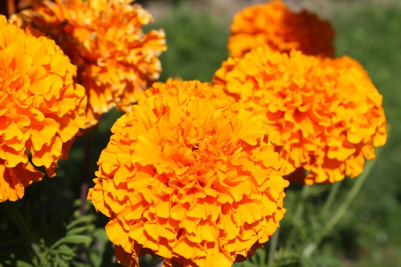 Orange Marigold Flowers — Bright, Afternoon